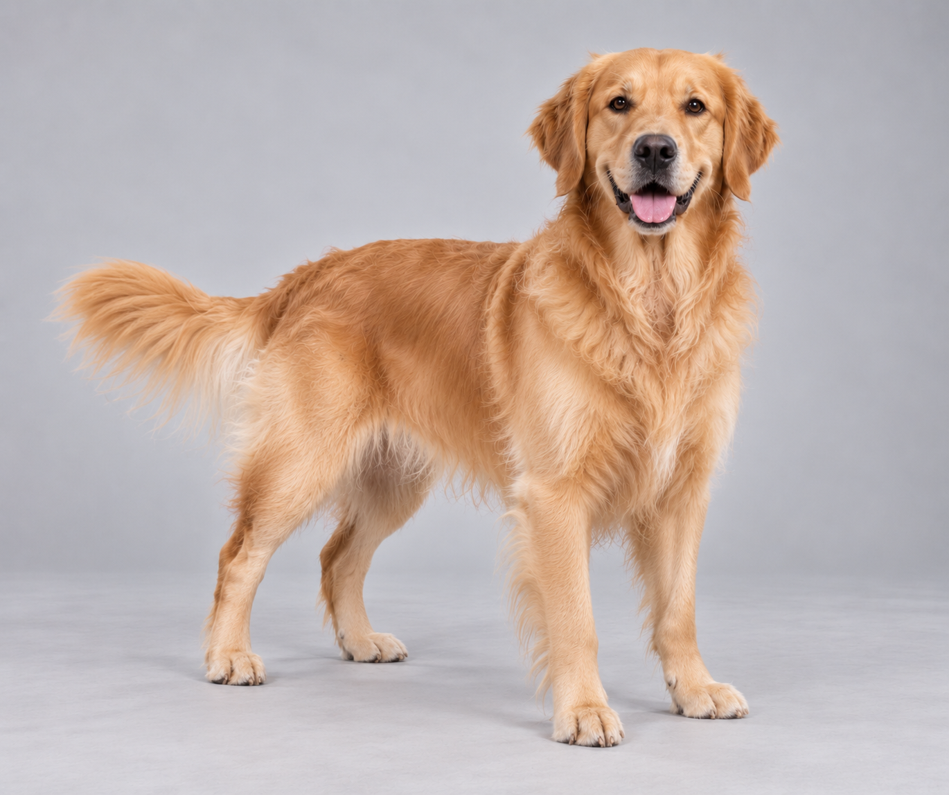Dog reference image