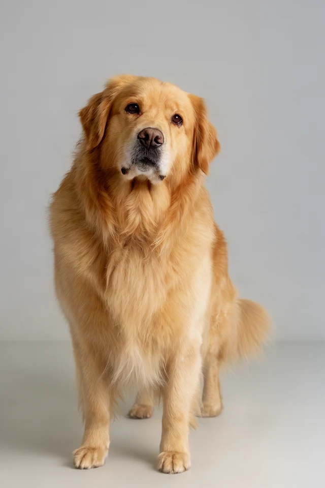 Golden Retriever reference image